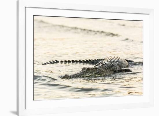 An Adult Wild Saltwater Crocodile (Crocodylus Porosus), Mitchell River National Park-Michael Nolan-Framed Photographic Print