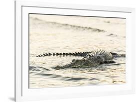 An Adult Wild Saltwater Crocodile (Crocodylus Porosus), Mitchell River National Park-Michael Nolan-Framed Photographic Print