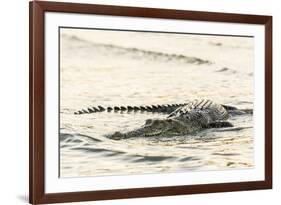 An Adult Wild Saltwater Crocodile (Crocodylus Porosus), Mitchell River National Park-Michael Nolan-Framed Photographic Print