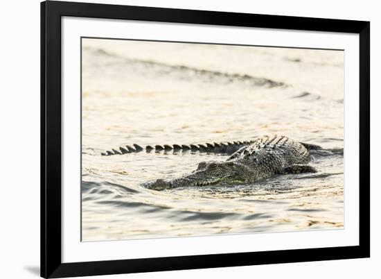 An Adult Wild Saltwater Crocodile (Crocodylus Porosus), Mitchell River National Park-Michael Nolan-Framed Photographic Print