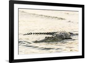 An Adult Wild Saltwater Crocodile (Crocodylus Porosus), Mitchell River National Park-Michael Nolan-Framed Photographic Print