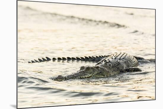 An Adult Wild Saltwater Crocodile (Crocodylus Porosus), Mitchell River National Park-Michael Nolan-Mounted Photographic Print