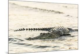 An Adult Wild Saltwater Crocodile (Crocodylus Porosus), Mitchell River National Park-Michael Nolan-Mounted Photographic Print