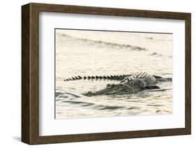 An Adult Wild Saltwater Crocodile (Crocodylus Porosus), Mitchell River National Park-Michael Nolan-Framed Photographic Print