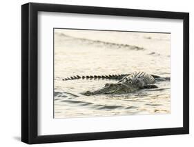 An Adult Wild Saltwater Crocodile (Crocodylus Porosus), Mitchell River National Park-Michael Nolan-Framed Photographic Print