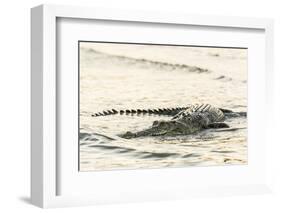 An Adult Wild Saltwater Crocodile (Crocodylus Porosus), Mitchell River National Park-Michael Nolan-Framed Photographic Print