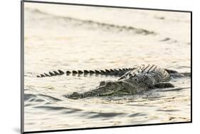 An Adult Wild Saltwater Crocodile (Crocodylus Porosus), Mitchell River National Park-Michael Nolan-Mounted Photographic Print