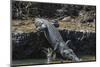 An Adult Wild Saltwater Crocodile (Crocodylus Porosus) on the Banks of the Daintree River-Michael Nolan-Mounted Photographic Print