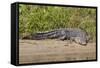 An Adult Wild Saltwater Crocodile (Crocodylus Porosus)-Michael Nolan-Framed Stretched Canvas