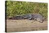 An Adult Wild Saltwater Crocodile (Crocodylus Porosus)-Michael Nolan-Stretched Canvas