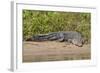 An Adult Wild Saltwater Crocodile (Crocodylus Porosus)-Michael Nolan-Framed Photographic Print