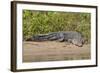 An Adult Wild Saltwater Crocodile (Crocodylus Porosus)-Michael Nolan-Framed Photographic Print