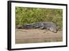 An Adult Wild Saltwater Crocodile (Crocodylus Porosus)-Michael Nolan-Framed Photographic Print