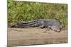 An Adult Wild Saltwater Crocodile (Crocodylus Porosus)-Michael Nolan-Mounted Photographic Print