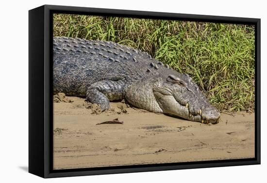 An Adult Wild Saltwater Crocodile (Crocodylus Porosus)-Michael Nolan-Framed Stretched Canvas