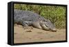 An Adult Wild Saltwater Crocodile (Crocodylus Porosus)-Michael Nolan-Framed Stretched Canvas