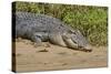 An Adult Wild Saltwater Crocodile (Crocodylus Porosus)-Michael Nolan-Stretched Canvas