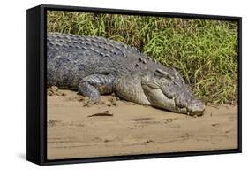 An Adult Wild Saltwater Crocodile (Crocodylus Porosus)-Michael Nolan-Framed Stretched Canvas