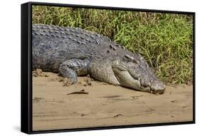 An Adult Wild Saltwater Crocodile (Crocodylus Porosus)-Michael Nolan-Framed Stretched Canvas