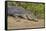 An Adult Wild Saltwater Crocodile (Crocodylus Porosus)-Michael Nolan-Framed Stretched Canvas