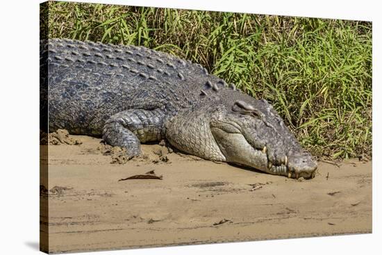 An Adult Wild Saltwater Crocodile (Crocodylus Porosus)-Michael Nolan-Stretched Canvas