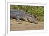 An Adult Wild Saltwater Crocodile (Crocodylus Porosus)-Michael Nolan-Framed Premium Photographic Print