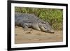 An Adult Wild Saltwater Crocodile (Crocodylus Porosus)-Michael Nolan-Framed Premium Photographic Print