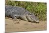 An Adult Wild Saltwater Crocodile (Crocodylus Porosus)-Michael Nolan-Mounted Premium Photographic Print