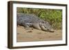 An Adult Wild Saltwater Crocodile (Crocodylus Porosus)-Michael Nolan-Framed Photographic Print