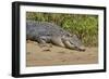 An Adult Wild Saltwater Crocodile (Crocodylus Porosus)-Michael Nolan-Framed Photographic Print