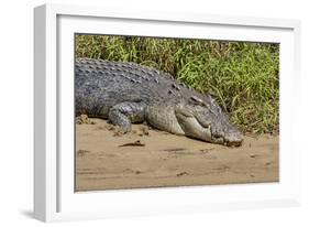 An Adult Wild Saltwater Crocodile (Crocodylus Porosus)-Michael Nolan-Framed Photographic Print