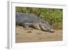 An Adult Wild Saltwater Crocodile (Crocodylus Porosus)-Michael Nolan-Framed Photographic Print