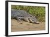 An Adult Wild Saltwater Crocodile (Crocodylus Porosus)-Michael Nolan-Framed Photographic Print