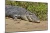 An Adult Wild Saltwater Crocodile (Crocodylus Porosus)-Michael Nolan-Mounted Photographic Print