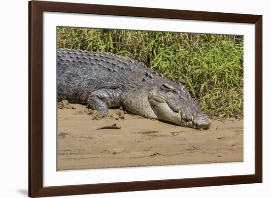 An Adult Wild Saltwater Crocodile (Crocodylus Porosus)-Michael Nolan-Framed Photographic Print