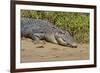 An Adult Wild Saltwater Crocodile (Crocodylus Porosus)-Michael Nolan-Framed Photographic Print