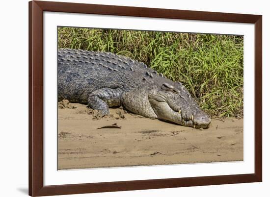 An Adult Wild Saltwater Crocodile (Crocodylus Porosus)-Michael Nolan-Framed Photographic Print