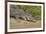 An Adult Wild Saltwater Crocodile (Crocodylus Porosus)-Michael Nolan-Framed Photographic Print