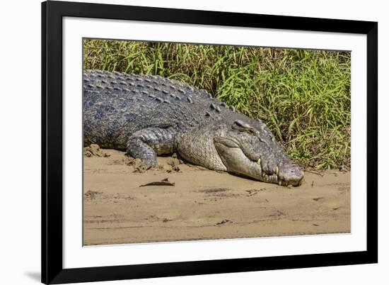 An Adult Wild Saltwater Crocodile (Crocodylus Porosus)-Michael Nolan-Framed Photographic Print