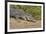 An Adult Wild Saltwater Crocodile (Crocodylus Porosus)-Michael Nolan-Framed Photographic Print