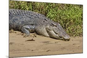 An Adult Wild Saltwater Crocodile (Crocodylus Porosus)-Michael Nolan-Mounted Photographic Print