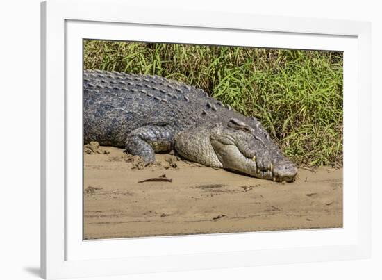 An Adult Wild Saltwater Crocodile (Crocodylus Porosus)-Michael Nolan-Framed Photographic Print