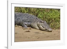 An Adult Wild Saltwater Crocodile (Crocodylus Porosus)-Michael Nolan-Framed Photographic Print