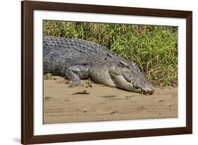 An Adult Wild Saltwater Crocodile (Crocodylus Porosus)-Michael Nolan-Framed Photographic Print