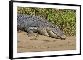 An Adult Wild Saltwater Crocodile (Crocodylus Porosus)-Michael Nolan-Framed Photographic Print