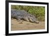 An Adult Wild Saltwater Crocodile (Crocodylus Porosus)-Michael Nolan-Framed Photographic Print