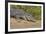 An Adult Wild Saltwater Crocodile (Crocodylus Porosus)-Michael Nolan-Framed Photographic Print