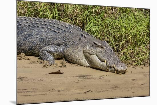 An Adult Wild Saltwater Crocodile (Crocodylus Porosus)-Michael Nolan-Mounted Photographic Print