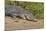 An Adult Wild Saltwater Crocodile (Crocodylus Porosus)-Michael Nolan-Mounted Photographic Print