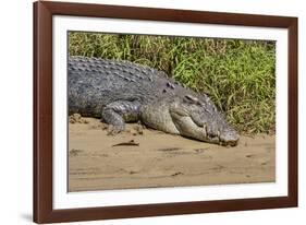 An Adult Wild Saltwater Crocodile (Crocodylus Porosus)-Michael Nolan-Framed Photographic Print